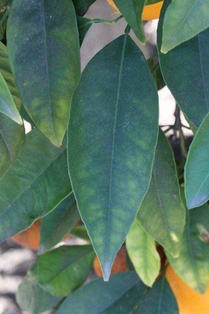              Unifoliolate leaf (Riverside, CA)       